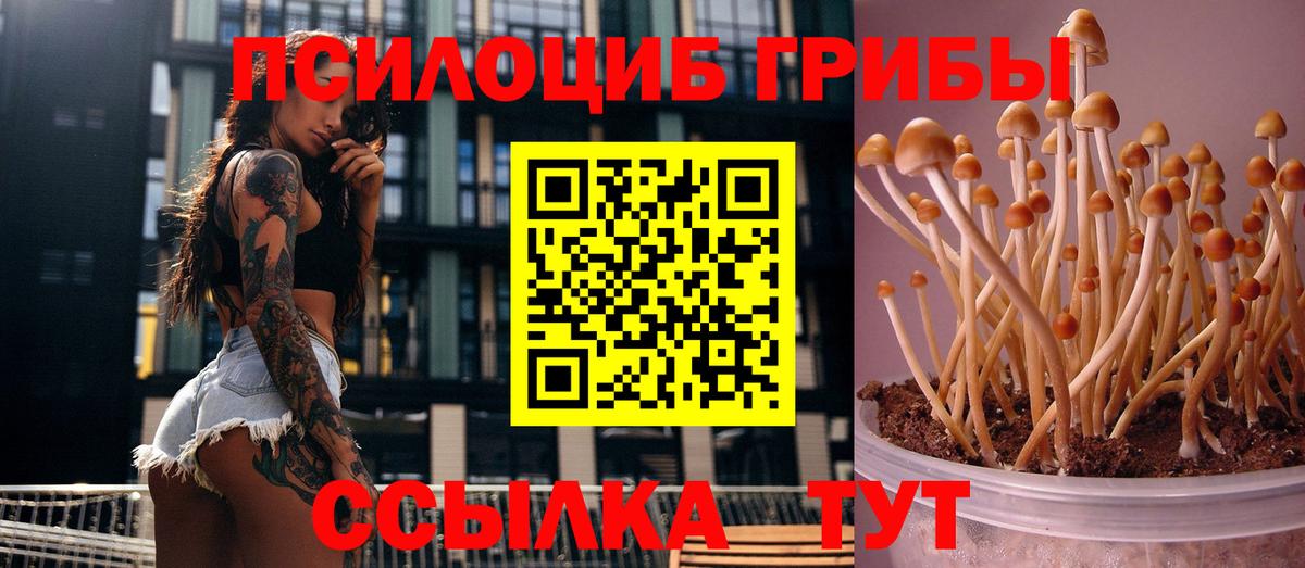 Псилоцибиновые грибы Psilocybe Воркута